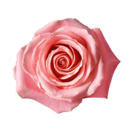 Rose Hermosa 60/70cm priv coll