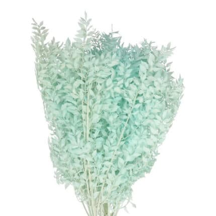 Italian Ruscus Tiffany Bleached