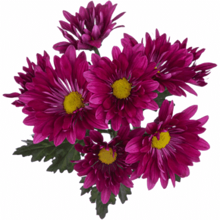 Pom Daisy Purple bmark - P D PURPL BMARK