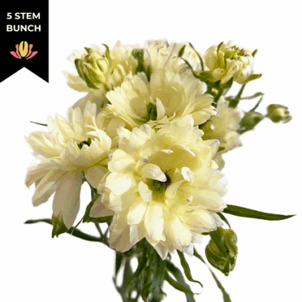 Ranunculus Moderna Creme rprim