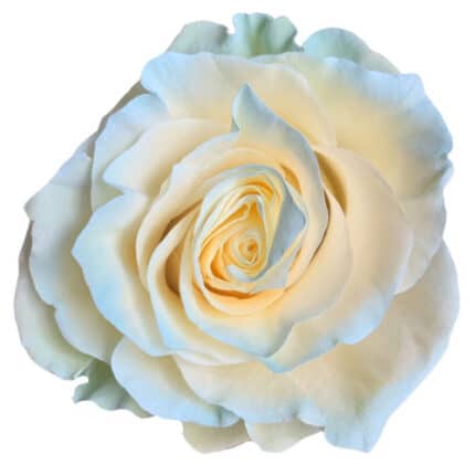 Rose Aquamarine 60cm florecal(