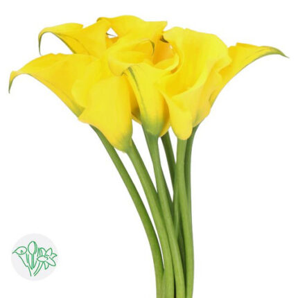 Calla Yellow holl