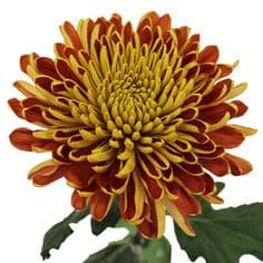 Mums BronzeBlaze gall