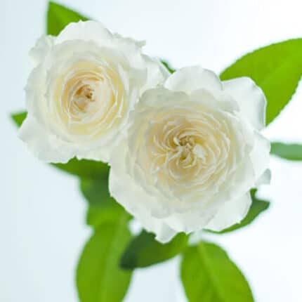 Rose Shilabe Wabara holex(12st)