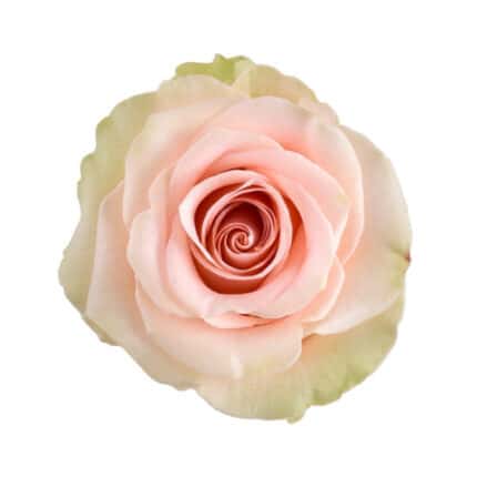 Rose Salma 80cm naranjo