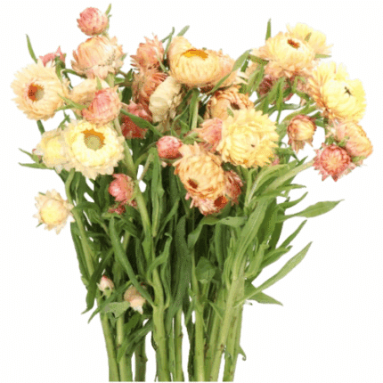 Strawflower Peach Much