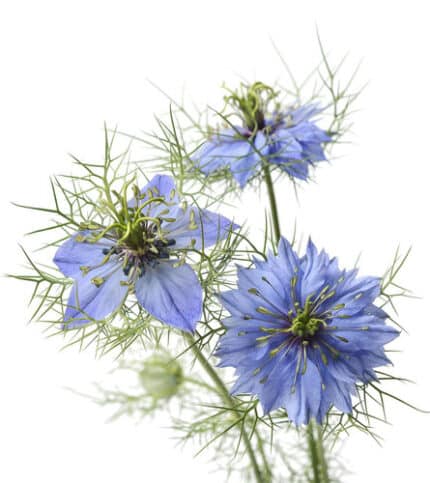 Nigella Blue tutuli