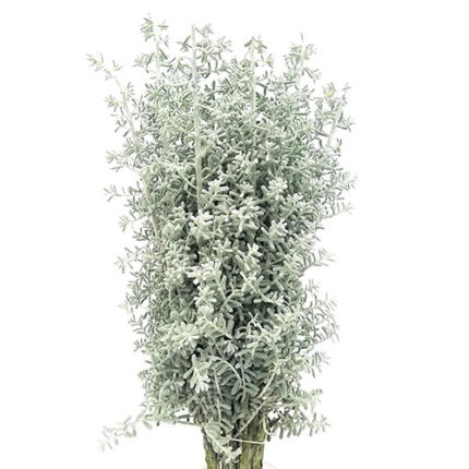 Kochia israel 60cm