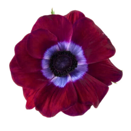 Anemone Burgundy rio sel