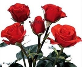 RoseSpray FireKing rprima