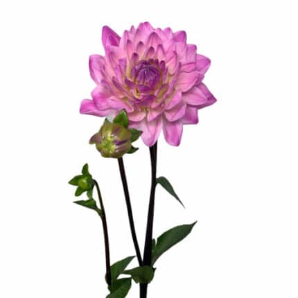 Dahlia Heavenly Pink jersey