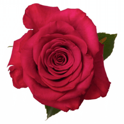 Roseberry 50cm rfi