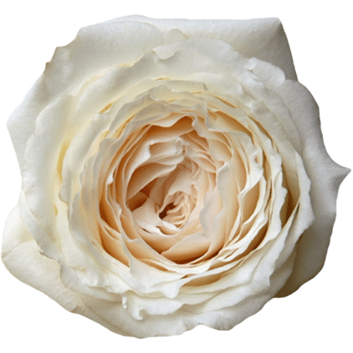 65be62fd-abc3-4503-988b-466e45856d9d.png Rose Gdn Miyuki White choice(1 - Image 1