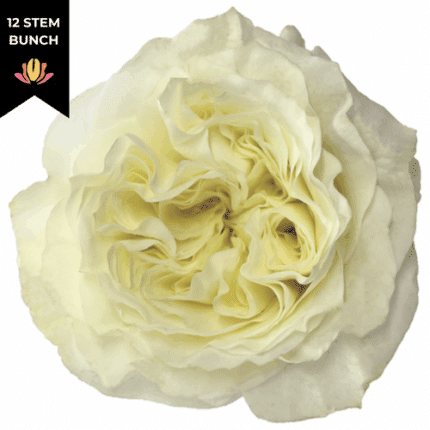 Rose Gdn Mayra White fresca (12st)