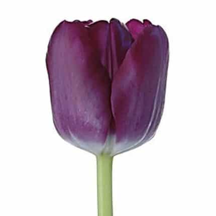 Tulip  Saigon holl