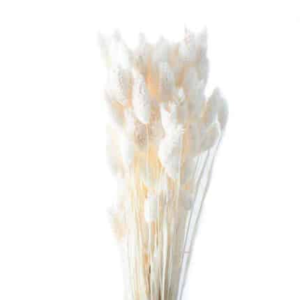Phalaris Bleached holex -