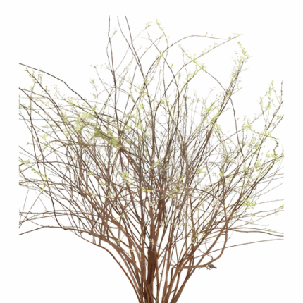 Spiraea Grefsheim holl
