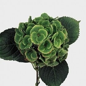 Hydrangea Emerald Shamrock hol
