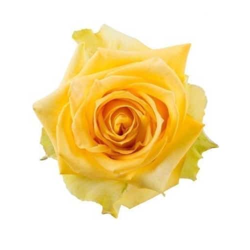 6605be5b-a459-43ae-b220-22c6adb7c248.jpg Rose Gospel 60cm rprima - Image 1