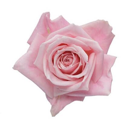 Rose Hot Esco 50cm rprima
