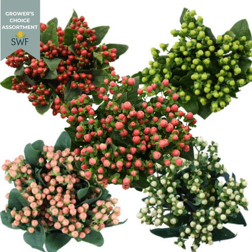 661ce342-b86d-4f80-895d-663a77bbb8e2.png Hypericum Asst(8case)fc - Image 1
