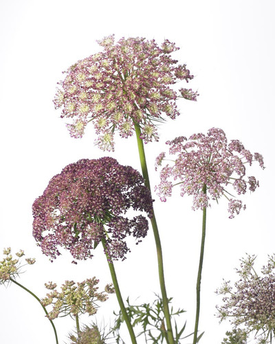 Daucus Carota holl