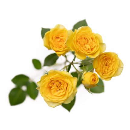 RoseSpray Brilliant Star Leo r