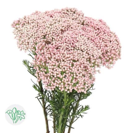 Riceflower Pink 60cm holex