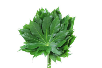 Fat J evergreen