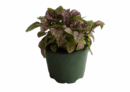 4" POTTED SPLASH ASST.