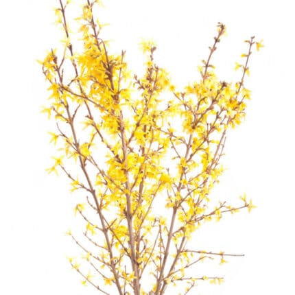 Forsythia Yellow 130cm holl