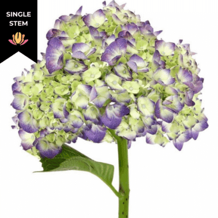 Hydrangea Pureen fresca(STEM)