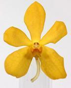 Dendro Mokara Gold(BU)
