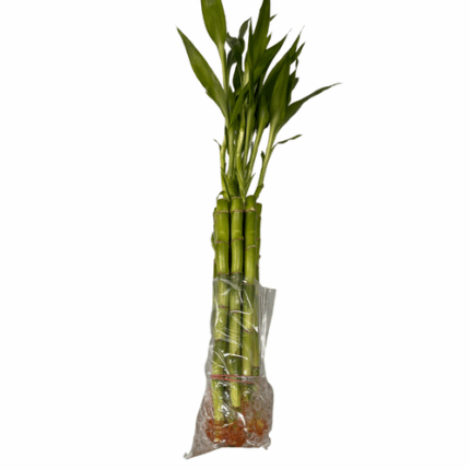 Lucky Bamboo Sticks 12-13in 10