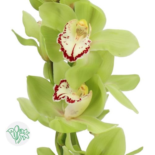 66475587-2517-4dae-bfb8-1aa8b9a71d70.jpg Cymbidium Mint holl(STEM) - Image 1
