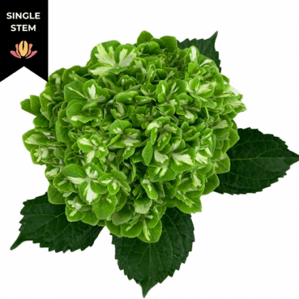 Hydrangea Emerald Varigated be