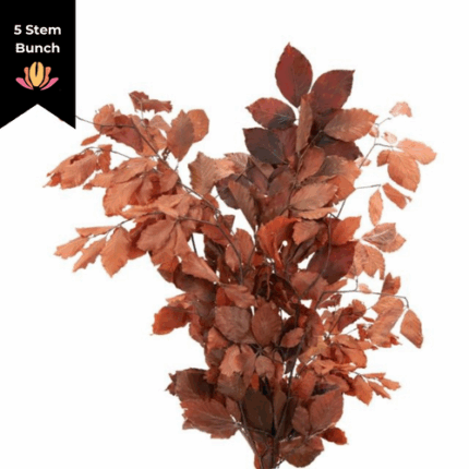 Dried Copperbeach Brown anton
