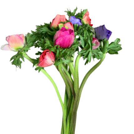 Anemonie Asst Flboard