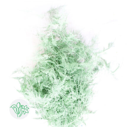 Aspargus Painted Green Long To