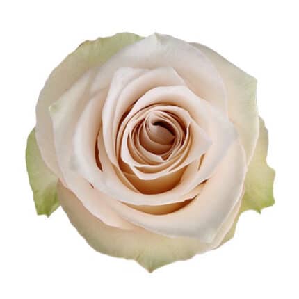 Rose Soul 70cm sunrite