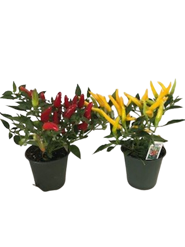 4" ORNAMENTAL PEPPERS