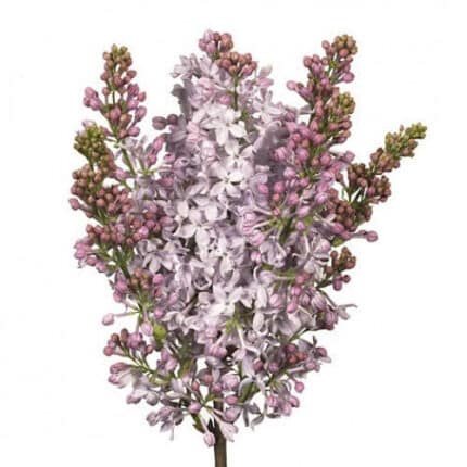 Lilac Lavender mellano