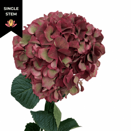Hydrangea Classic Magical Ruby - HYD CLA MAG RUB BURG