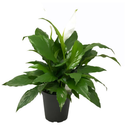 6" POTTED SPATH