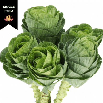 Kale Airy holl(STEM)