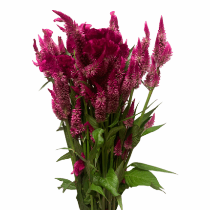 Celosia Fuschia Local