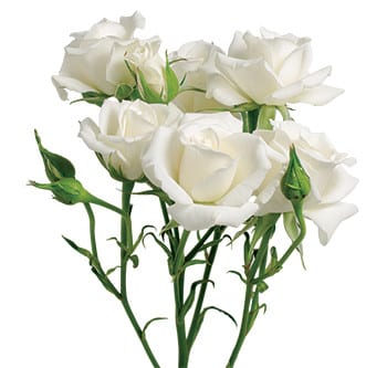 RoseSpray White Maj toscana