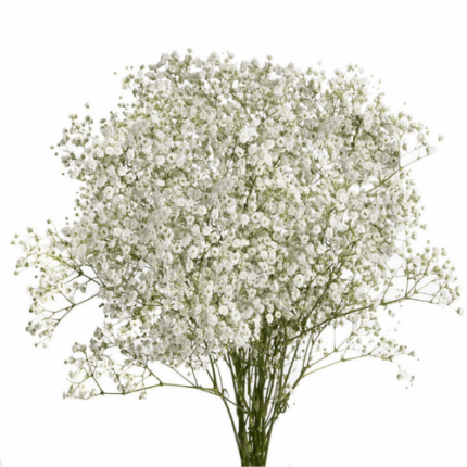 Baby'sBreath Excelence misty.