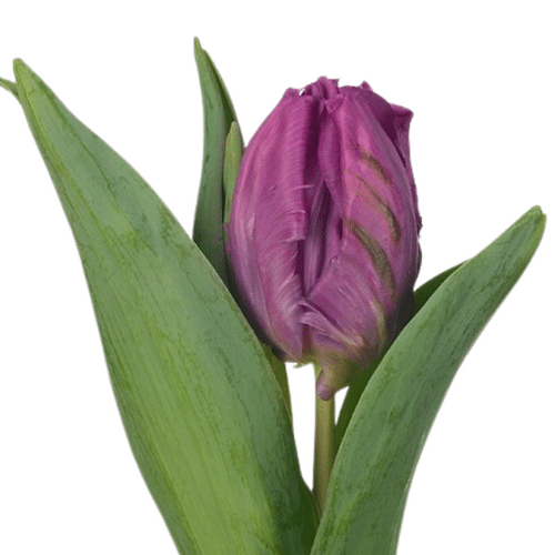6701834d-a024-4277-8c1c-70a5db14daa0.png Tulip Prince Parrot canada - Image 1