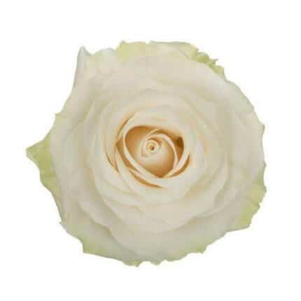 Rose Mondial 40cm wely